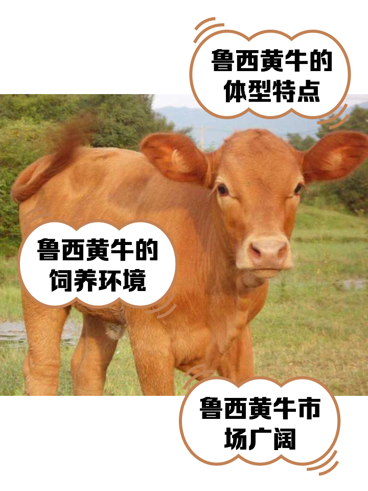 南漳最新医保取现黄牛方法分析(最方便真实的南漳医保取现黄牛怎么取方法)